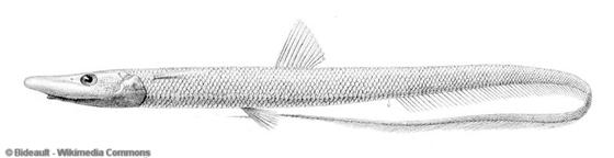 Halosaurus johnsonianus Vaillant, 1888