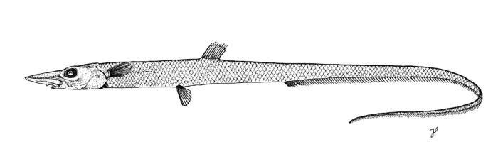 Halosaurus johnsonianus Vaillant, 1888