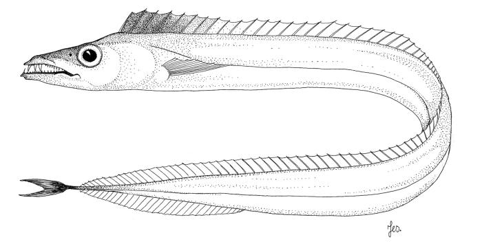 Ilustración / © Leslie Galagher