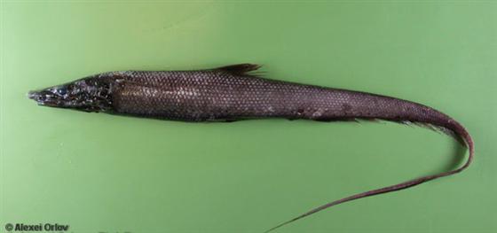 Halosauropsis macrochir (Günther, 1878)