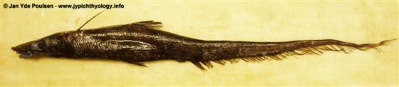 Halosauropsis macrochir (Günther, 1878)