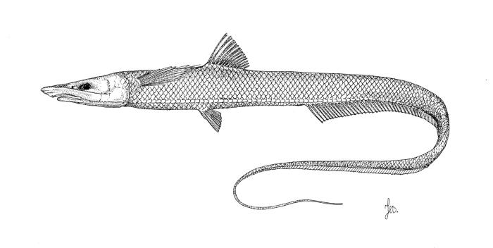 Halosauropsis macrochir (Günther, 1878)