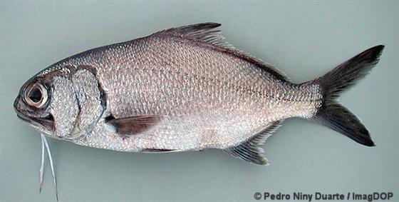 Polymixia nobilis Lowe, 1838