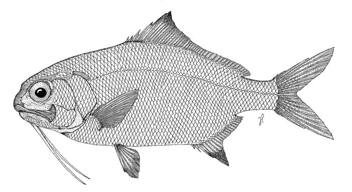 Polymixia nobilis Lowe, 1838