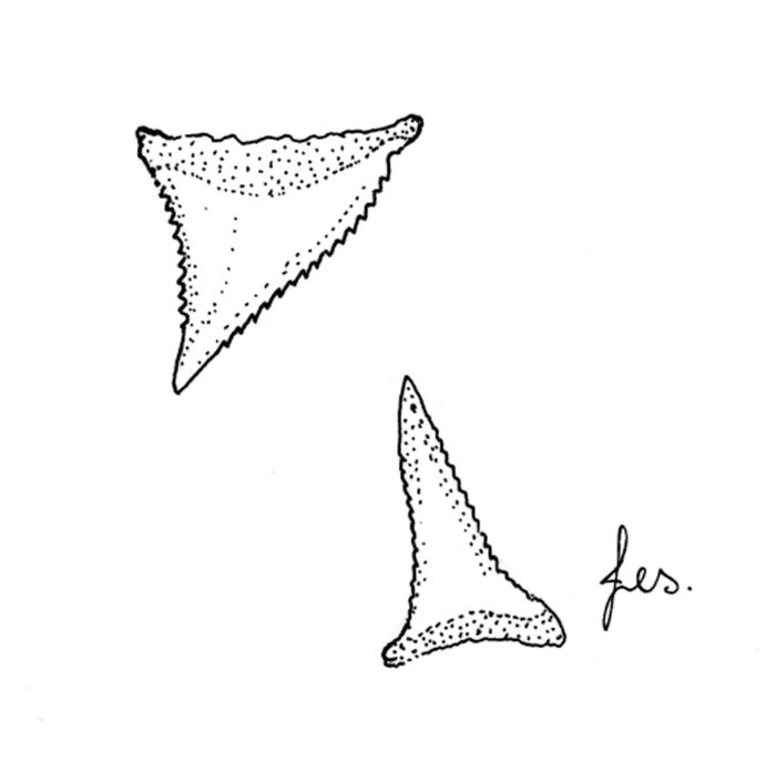 Ilustración / © Leslie Galagher