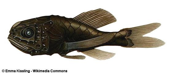 Scopelogadus mizolepis (Günther, 1878)