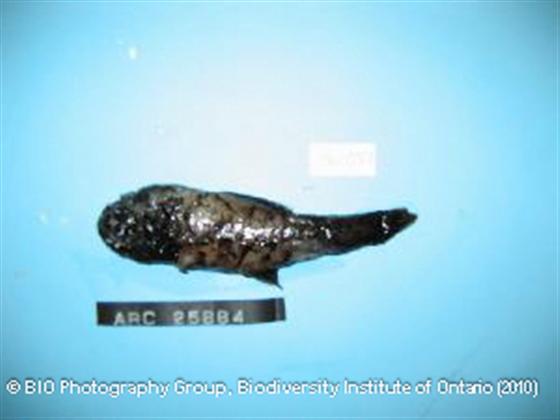 Scopelogadus mizolepis (Günther, 1878)