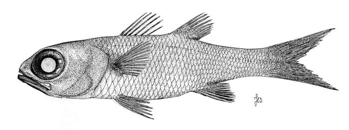 Ilustración / © Leslie Galagher