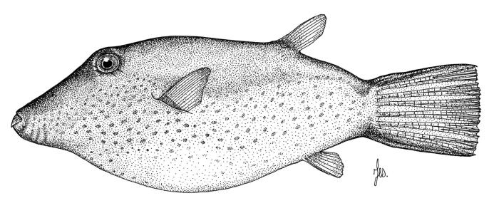 Illustration / © Leslie Galagher