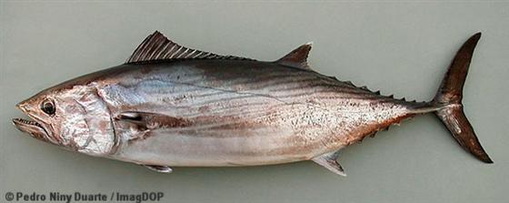 © Pedro Niny Duarte/ImageDop