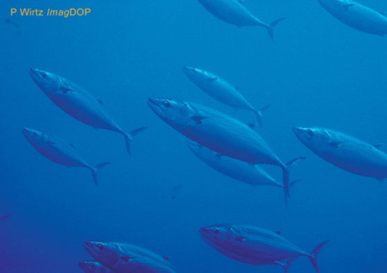 © P Wirtz ImagDOP