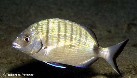 © Robert A. Patzner