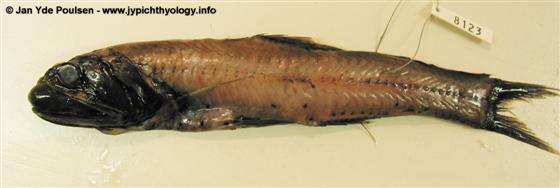 © Jan Yde Poulsen - www.jypichthyology.info
