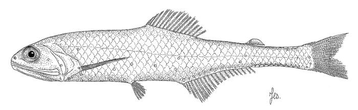 Illustration / © Leslie Galagher