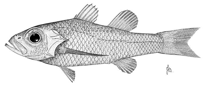 Howella brodiei Ogilby, 1899