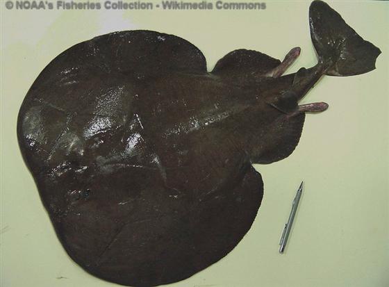 Tetronarce nobiliana (Bonaparte, 1835)