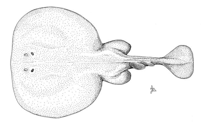 Tetronarce nobiliana (Bonaparte, 1835)
