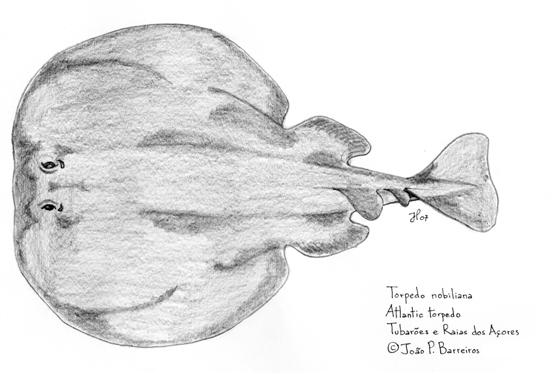 Tetronarce nobiliana (Bonaparte, 1835)