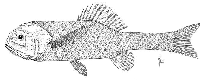 Scopeloberyx opisthopterus (Parr, 1933)