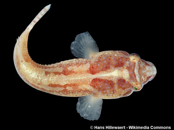 Diplecogaster bimaculata (Bonnaterre, 1788)