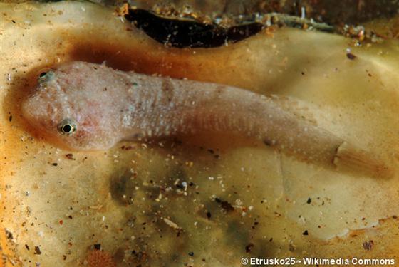 Diplecogaster bimaculata (Bonnaterre, 1788)