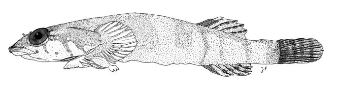 Diplecogaster bimaculata (Bonnaterre, 1788)