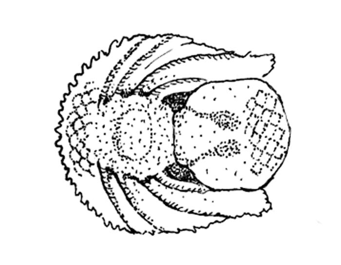 Diplecogaster bimaculata (Bonnaterre, 1788)