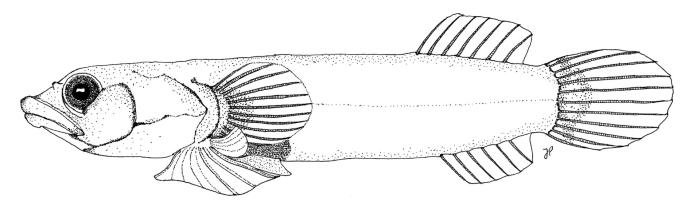 Diplecogaster bimaculata (Bonnaterre, 1788)