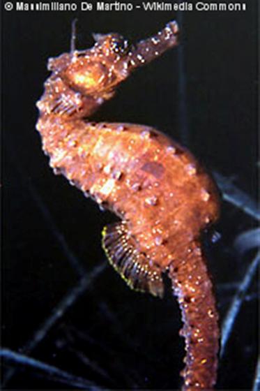Hippocampus hippocampus (Linnaeus, 1758)