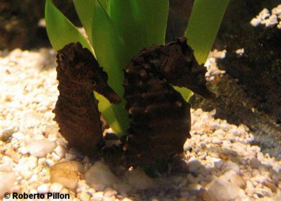 Hippocampus hippocampus (Linnaeus, 1758)