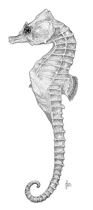 Hippocampus hippocampus (Linnaeus, 1758)