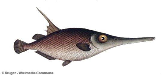 Macroramphosus scolopax (Linnaeus, 1758)