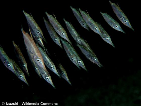 Macroramphosus scolopax (Linnaeus, 1758)