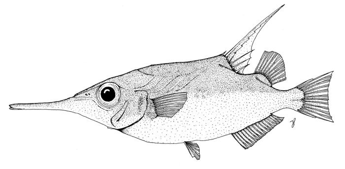 Macroramphosus scolopax (Linnaeus, 1758)