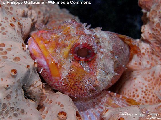 © Philippe Guillaume