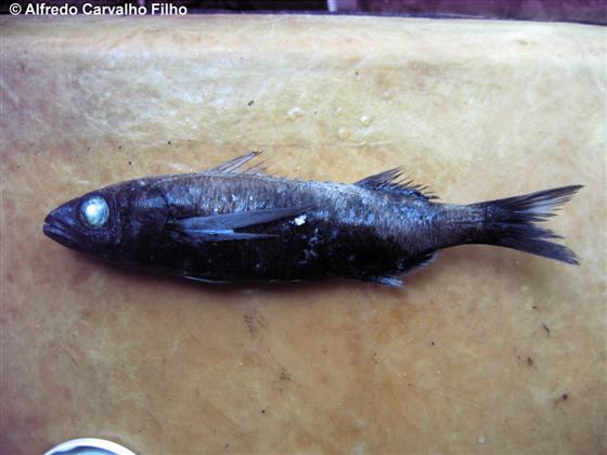 Scombrolabrax heterolepis Roule, 1921