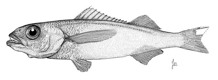 Scombrolabrax heterolepis Roule, 1921