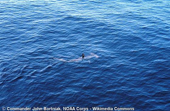 © Commander John Bortniak, NOAA Corps