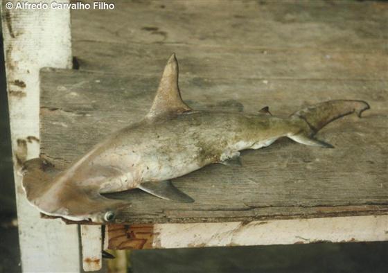 © Alfredo Carvalho Filho