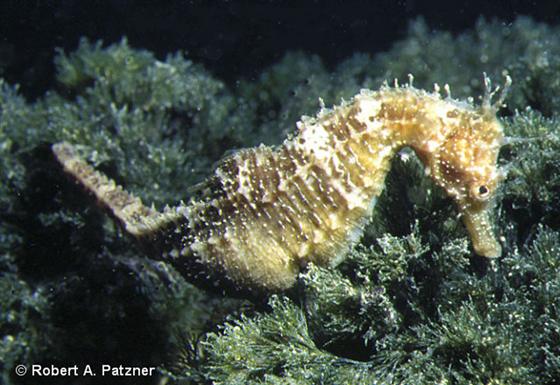 Hippocampus guttulatus Cuvier, 1829
