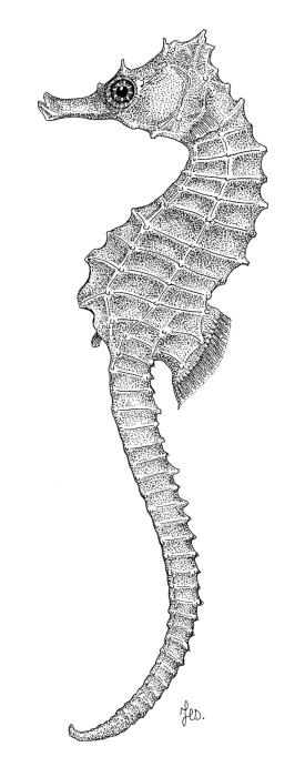 Hippocampus guttulatus Cuvier, 1829