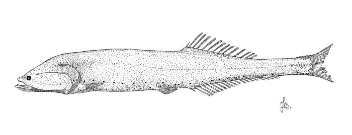 Illustration / © Leslie Galagher