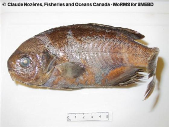 © Claude Nozéres, Fisheries and Oceans Canada - WoRMS for SMEBD