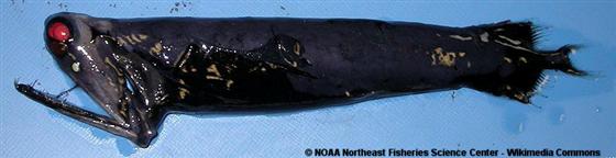 © NOAA Northeast Fisheries Science Center