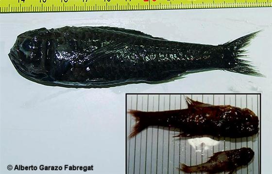 Poromitra megalops (Lütken, 1878)