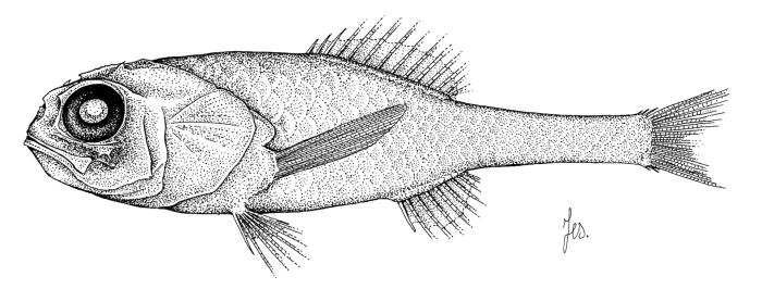 Poromitra megalops (Lütken, 1878)