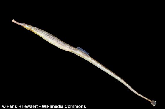Syngnathus acus Linnaeus, 1758
