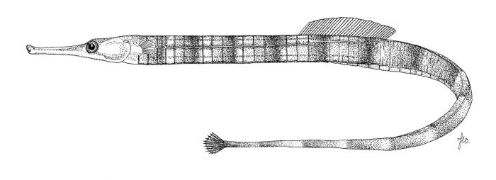 Syngnathus acus Linnaeus, 1758