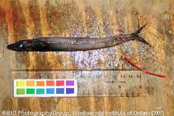 © BIO Photography Group, Biodiversity Institute of Ontario