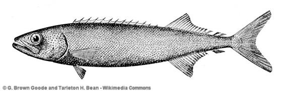 Nerophis maculatus Rafinesque, 1810